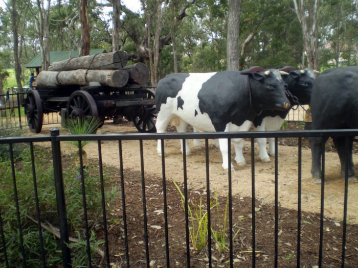 3D Model Bulls hauling timber in Australia