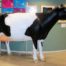 3D Standing Head Up Model Cow