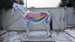 Life Size Anatomy Grey Horse Model Near Side