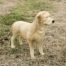 Life Size Golden Labrador Dog Standing Model
