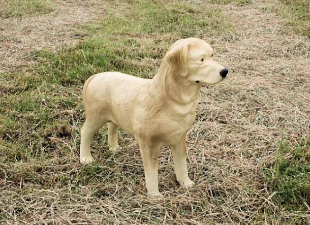 Life Size Golden Labrador Dog Standing Model