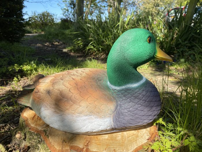Mallard Duck Model
