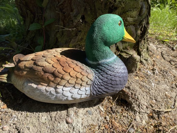 Mallard Duck Model