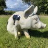 3D Spotted Pig Model