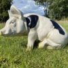3D Spotted Pig Model