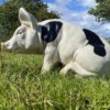 3D Spotted Pig Model