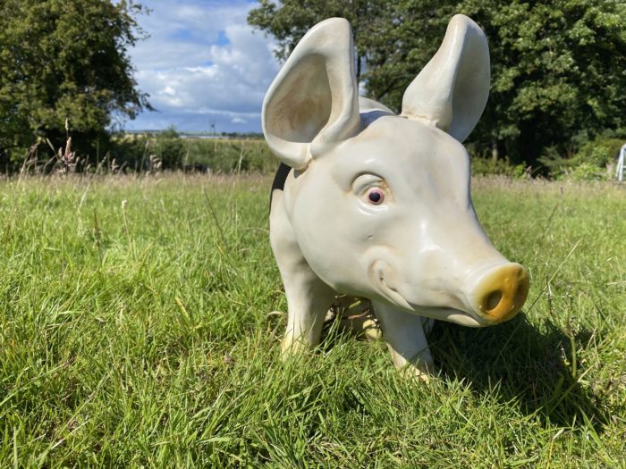 3D Spotted Pig Model