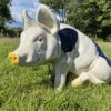 3D Spotted Pig Model