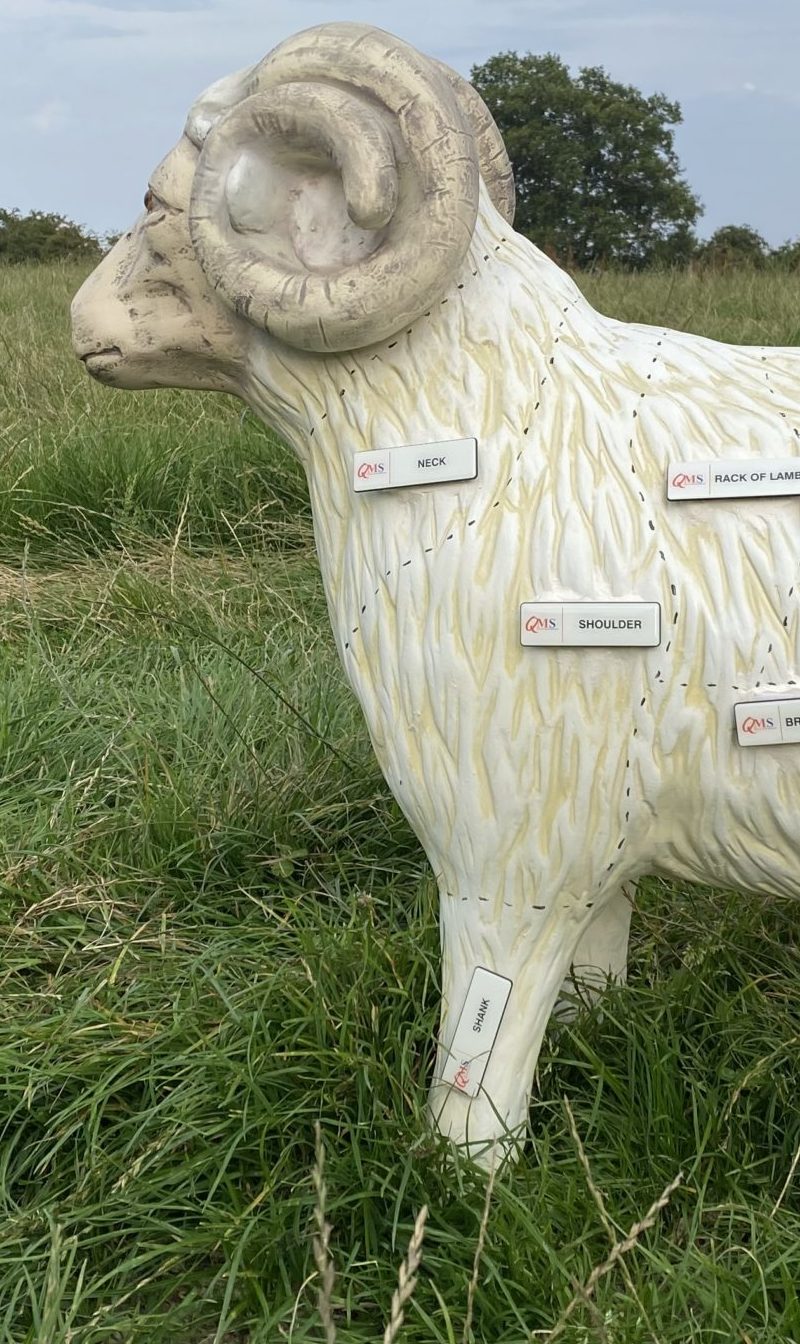 QMS Sheep Model with Identification Badges
