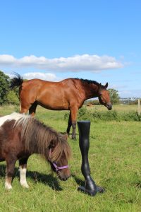 Fibreglass model of a horse’s front leg with detailed hoof and lifelike finish—shown upright for display.