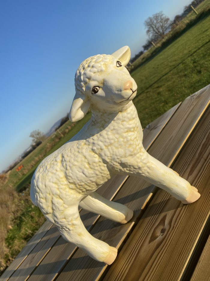 Standing Lamb Model in Sunshine