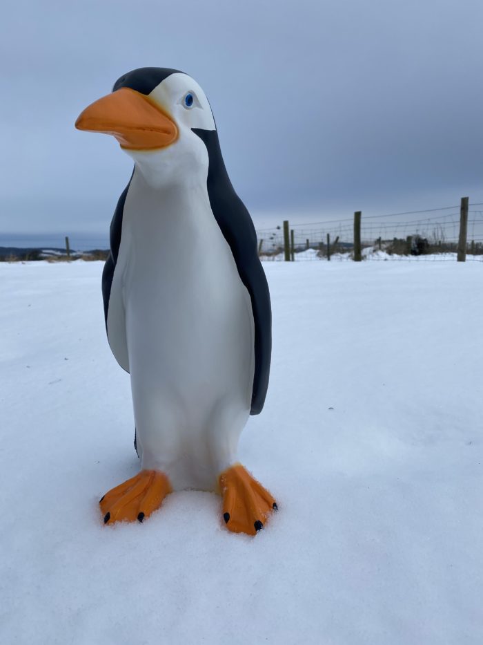 3D Medium Penguin Model