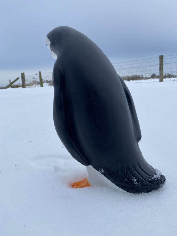 3D Medium Penguin Model