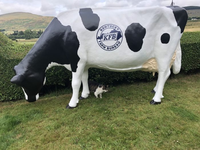 Life Size 3D Model Grazing Cow