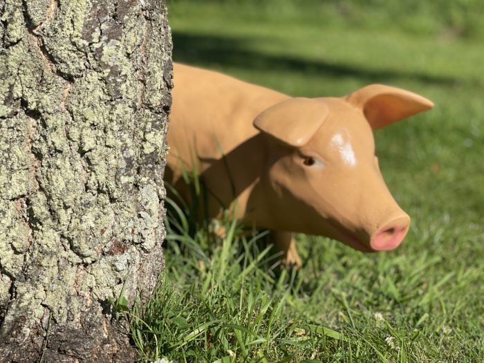 Life Size Fibreglass Piglet 3D Model hiding behind tree
