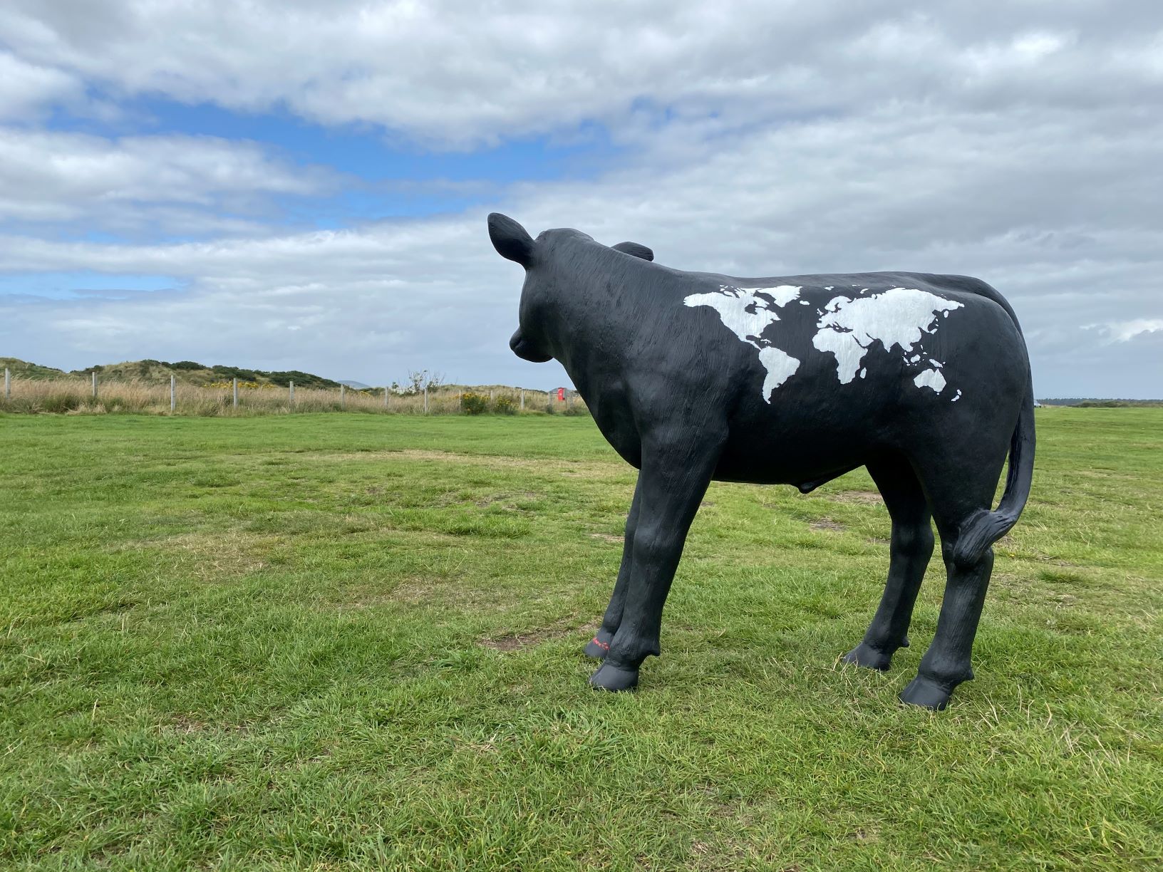 Calf Model at St.Andrews with World Map