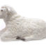 Lying Down 3D Sheep Model