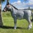 Small Fibreglass Donkey Model