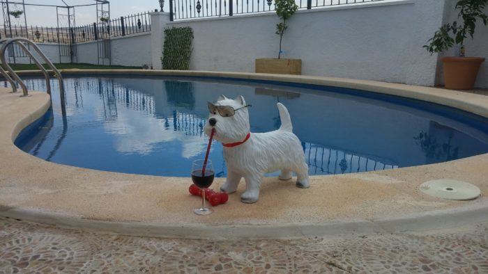 West Highland Terrier in Spain