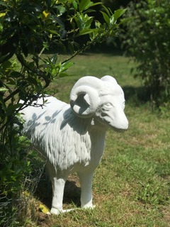 Ram Sheep Model with Horns