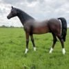 Life Size Arab Horse Model