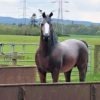 Life Size Arab Horse Model