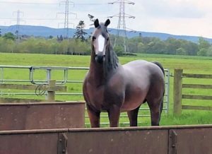 Life Size Arab Horse Model