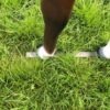 Life Size Arab Horse Model