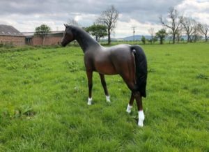 Life Size Arab Horse Model