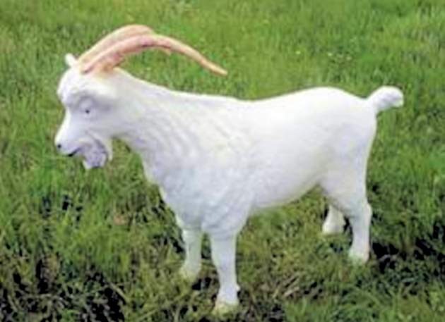 Billy Goat Model Statue