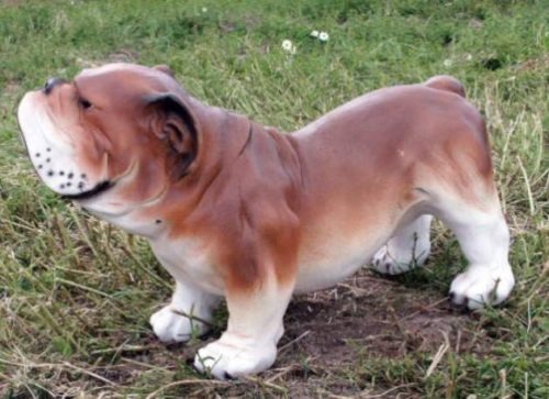 Life Size 3D Model British Bulldog