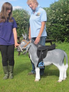 A sturdy little donkey with handlers at his side—mouse-grey, haltered, and full of charm.
