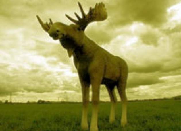 Life Size Elk / Model Moose