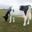 Life Size 3D Grazing Cow Model
