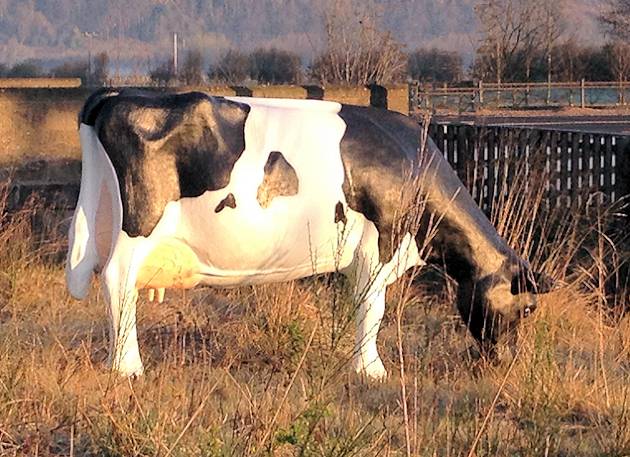 Life Size Grazing Cow Model