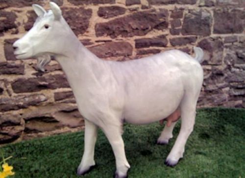 Life Size Grey Nanny Goat Model