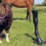 Model Horse Leg Display