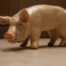 3D Mini Pig Model