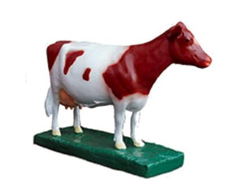 Brown and white mini cow