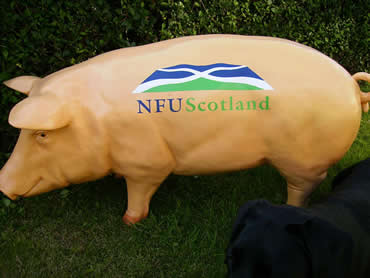 3D Life Size NFU Sow Pig Model
