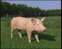 3D Life Size Model Boar Pig