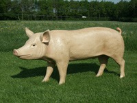 3D Life Size Model Boar Pig