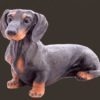 Life Size Model Dachshund Dog