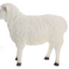 Sheep Model Statue Facing Forward