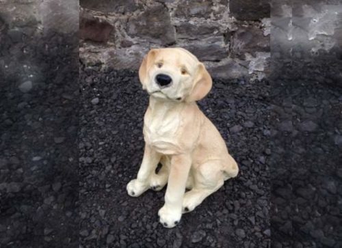 Labrador Puppy Dog Sitting Model