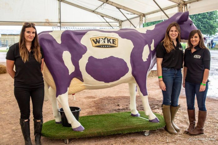 Wyke Farms Life Size 3D Model Cow on Turfboard