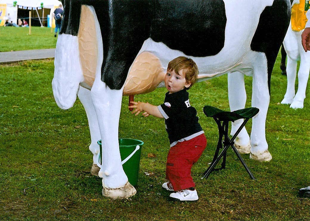 Life Size Model Milking Cow
