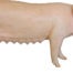 3D Life Size Model Sow Pig