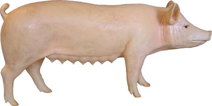 3D Life Size Model Sow Pig