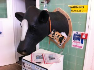 High‑detail life‑size cow head model with realistic contours and textured finish.